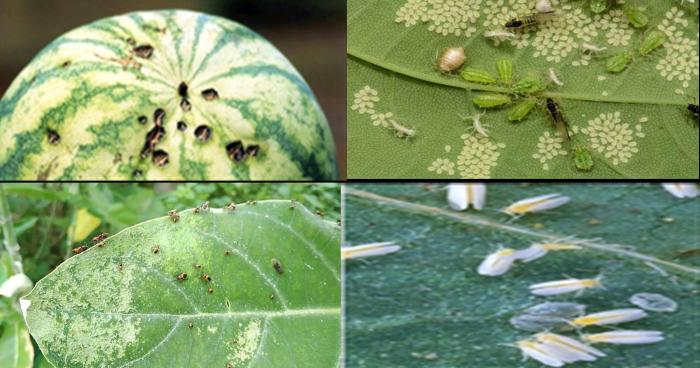 PENGENDALIAN HAMA DAN PENYAKIT TANAMAN SEMANGKA