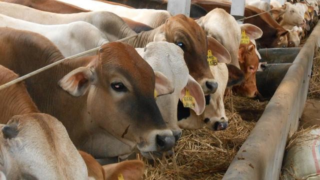 KULTUR TEKNIS YANG ADAPTIF TERHADAP ANOMALI IKLIM EL NINO  PADA TANAMAN TEH