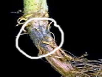 Langkah Preventif Mengatasi Penyakit Busuk Pangkal Batang