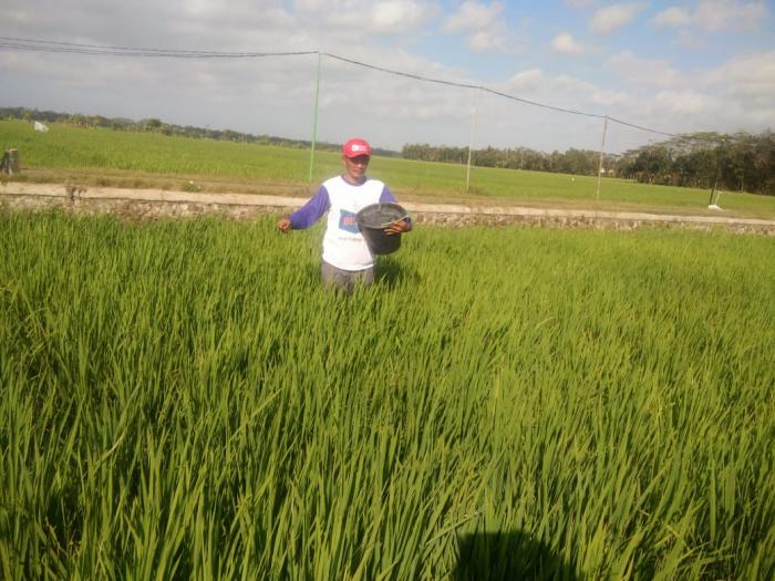 Pemupukan Berimbang Padi Sawah