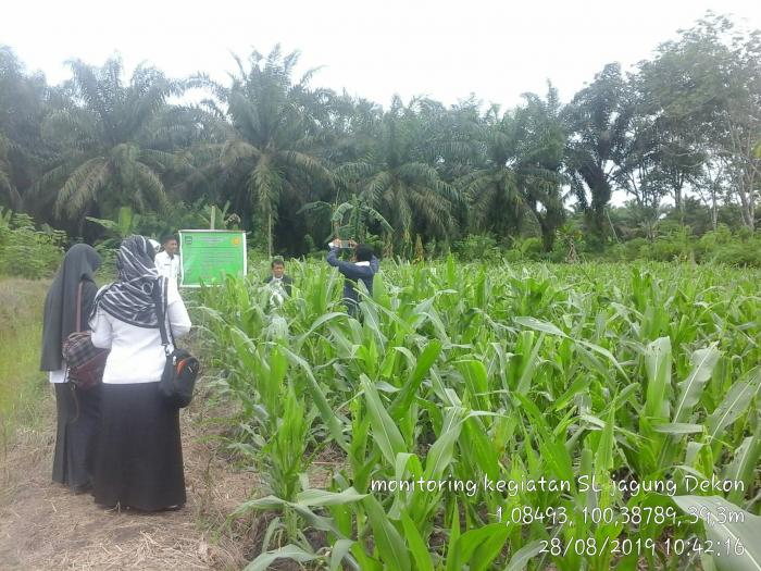 Pengendalian Hama Ulat Grayak pada tanaman Jagung