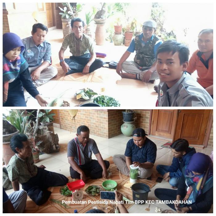 tata cara membuat pesnab dari daun mimba