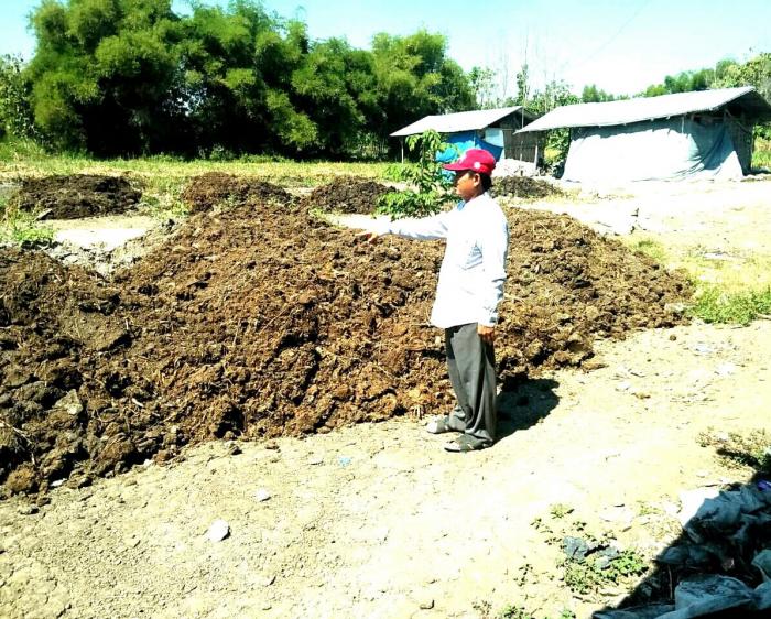 Fermentasi Jerami Untuk Pakan Ternak Oleh Kelompok Tani Desa Pacing Kecamatan Padas Kabupaten Ngawi
