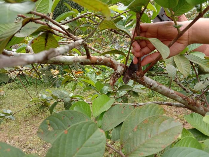 PEMANGKASAN JAMBU BIJI