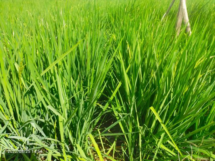 MENGENAL BEBERAPA JENIS MUSUH ALAMI PADA TANAMAN PADI SAWAH