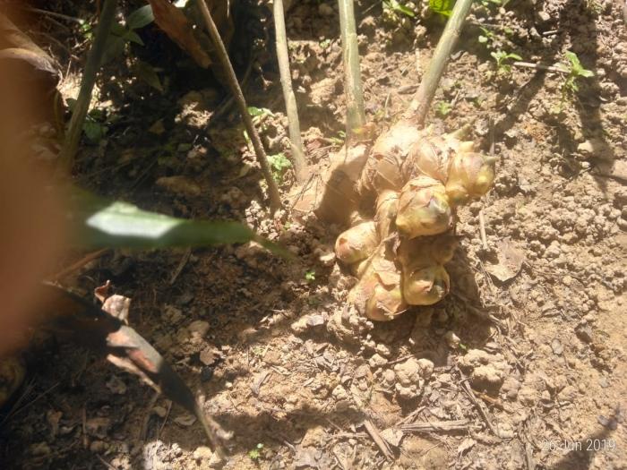 Manfaat Tanaman Obat 