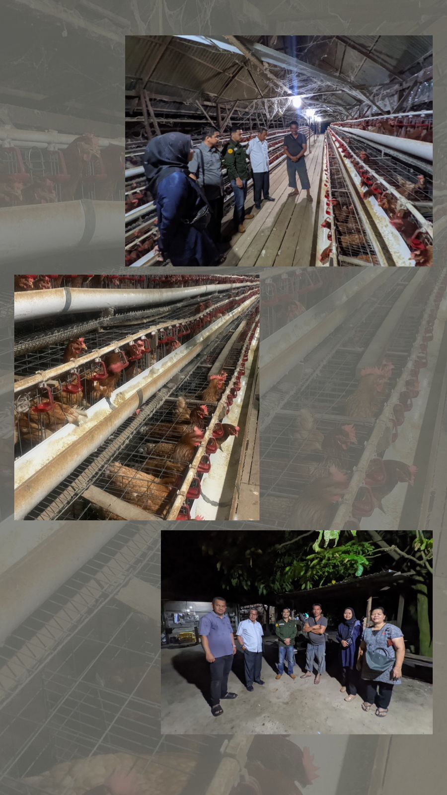 Kepala Dinas Peternakan Dan Kesehatan Hewan Provinsi Riau Menilik Potensi Budidaya Ayam Petelur Di Kecamatan Mandau 