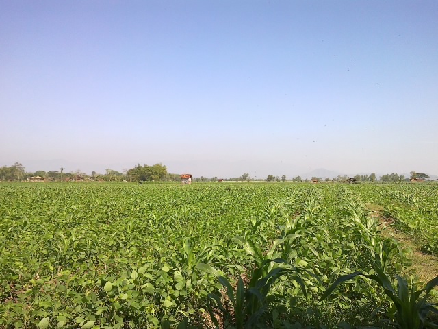 BERTANAM JAGUNG DAN KEDELAI DENGAN SISTEM TUMPANG SARI