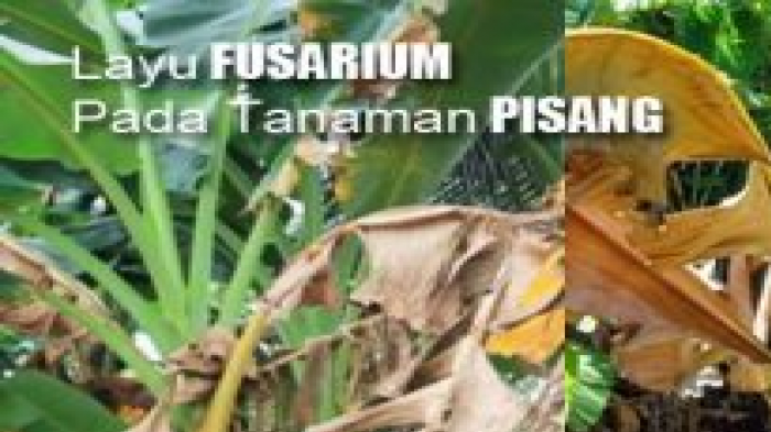 Penyakit Tanaman Pisang