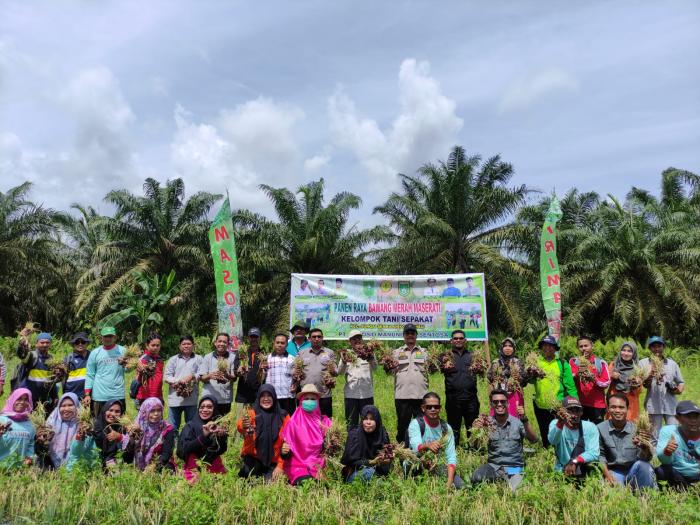 Panen Bawang Merah Maserati Kelompok Tani Sepakat Kecamatan Sungai Sembilan Kota Dumai 