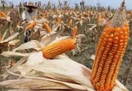 CARA BUDI DAYA JAGUNG HIBRIDA AGAR CEPAT PANEN