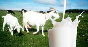 Pemberian Pakan Kambing Untuk Penggemukan
