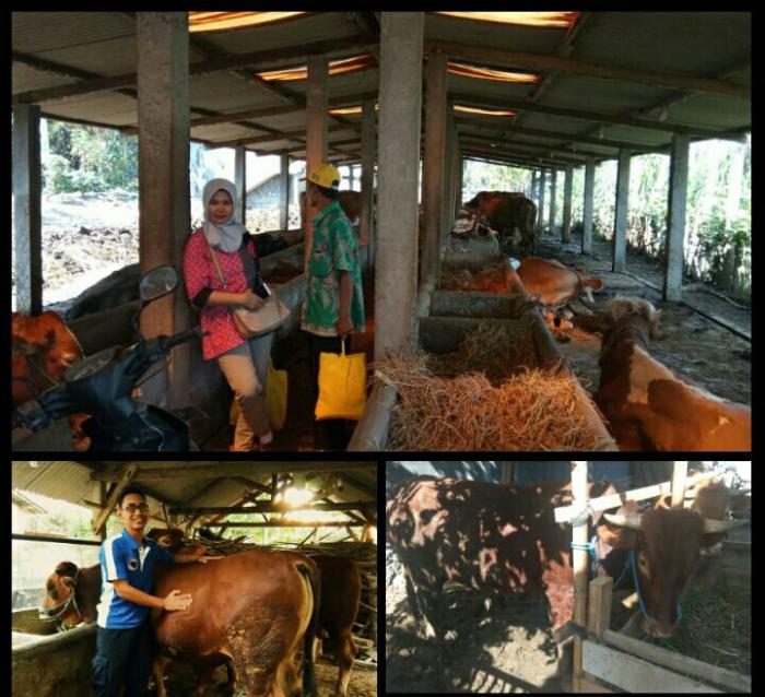 Menaksir Berat Badan Sapi Di Wilayah Kec. Ngantru