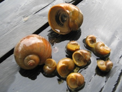 Manfaatkan Keong Mas Sebagai Mikroorganisme Lokal