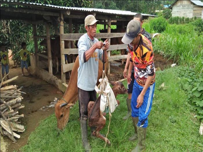 PERBAIKAN BERAT LAHIR SAPI BALI  MELALUI PEMBERIAN PAKAN BERBASIS KULIT KOPI  PADA INDUK BUNTING