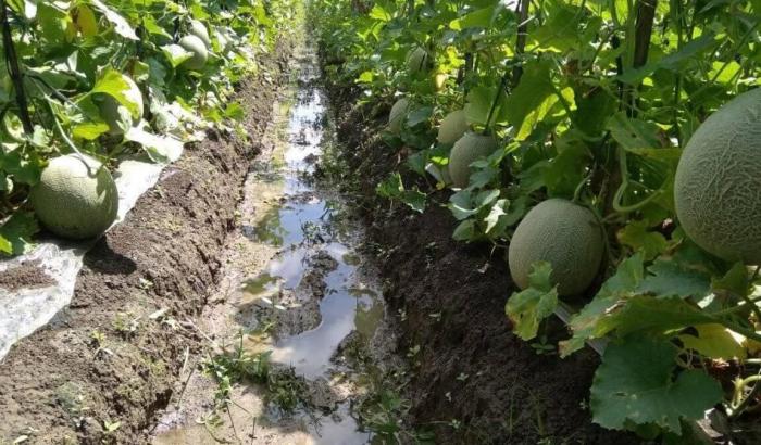 TIPS MENANAM MELON AGAR BERBUAH MANIS