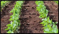 Standar Budidaya Kedelai