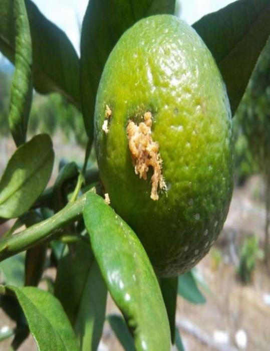 PENGENDALIAN HAMA PENGGEREK BUAH JERUK