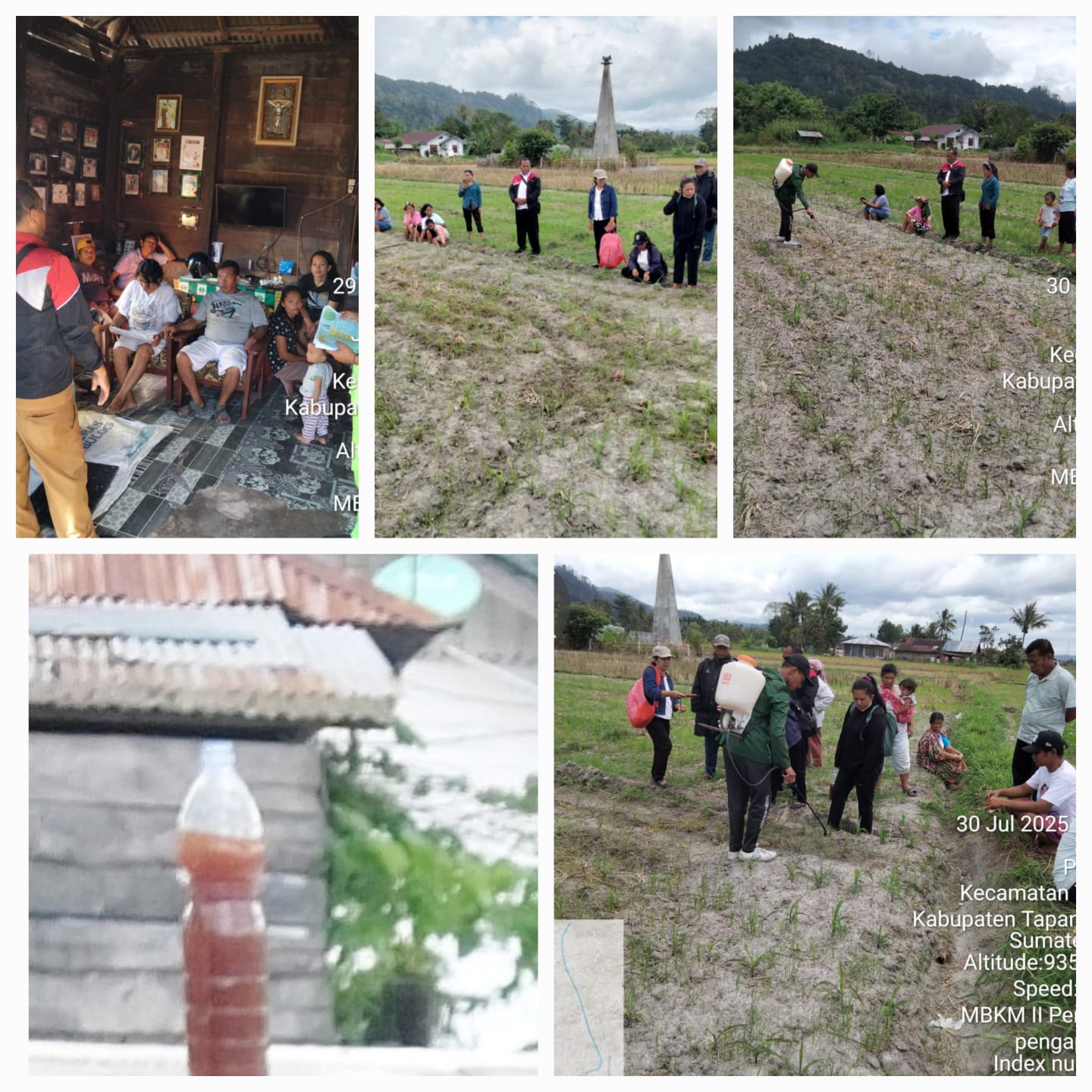 Aplikasi Pupuk Organik Cair Dari Batang Pisang Pada Tanaman Jagung (zea Mays L.)