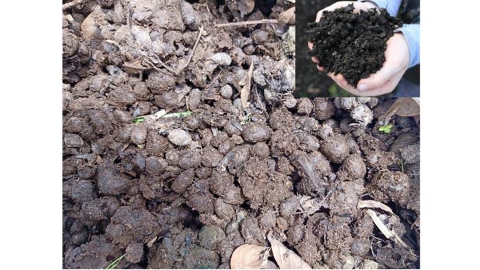 JARAK TANAM DAN DOSIS PUKAN KAMBING PADA TANAMAN  JAGUNG MANIS