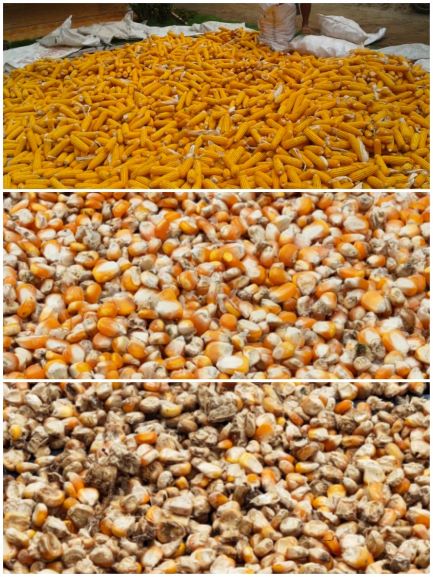 MENURUNKAN CEMARAN AFLATOKSIN PADA BIJI JAGUNG