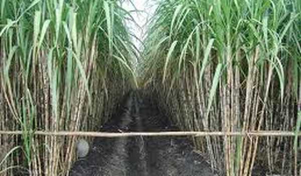 Bongkar Raatoon pada Tanaman Tebu