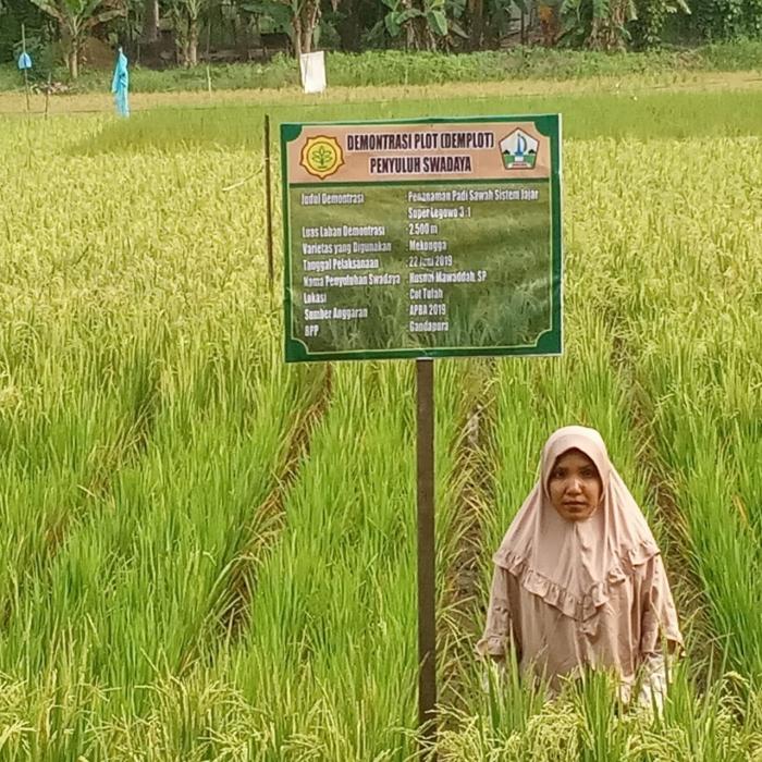 DEMONTRASI PLOT (DEMPLOT) PENYULUH SWADAYA