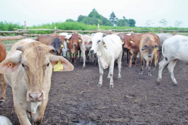 BUDIDAYA KACANG TANAH 