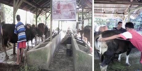PENGGEMUKAN SAPI BALI SOLUSI  USAHA UNTUK PETANI MILENIAL DI KELOMPOKTANI MERTA SARI DESA MALONAS KECAMATAN DAMPELAS  KABUPATEN DONGGALA