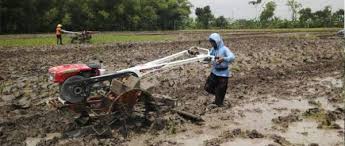 Merawat Pohon Durian Agar Berbuah Lebat