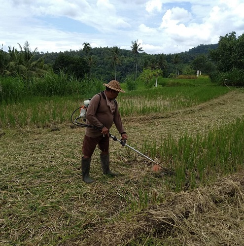 Mesin Pemotong Rumput Dimanfaatkan Untuk Memotong Sisa Bonggol Jerami Padi