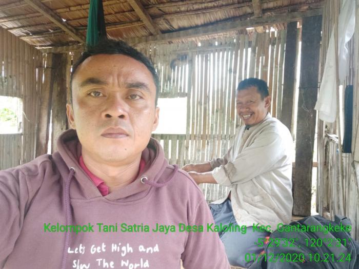 Kunjungan ke Lokasi hamparan Kelompok Tani Satria Jaya Desa Kaloling Kecamatan Gantarangkeke Kabupaten Bantaeng
