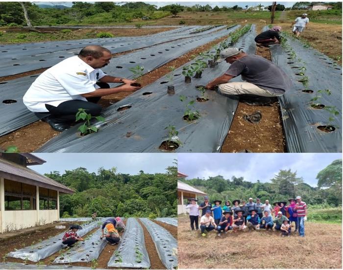 Bidang Penyuluhan Dinas Pertanian Provinsi Maluku Mengambil Peran Pada Kegiatan Pencanangan Dalam Rangka Penanggulangan Inflasi Cabai Di Maluku