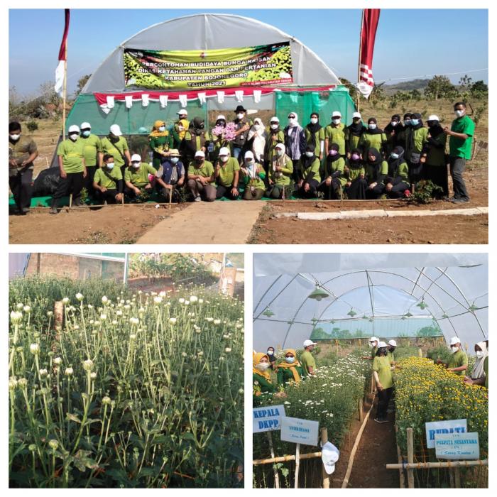 GANYONG SEBAGAI BAHAN PANGAN ALTERNATIF