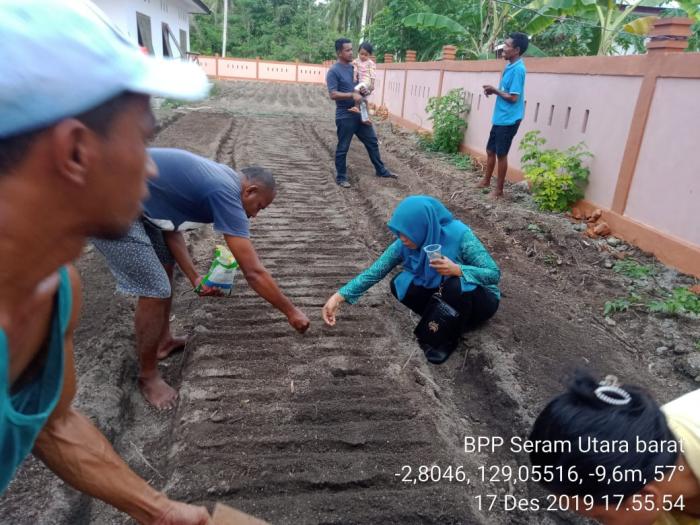 Penanaman benih kangkung darat