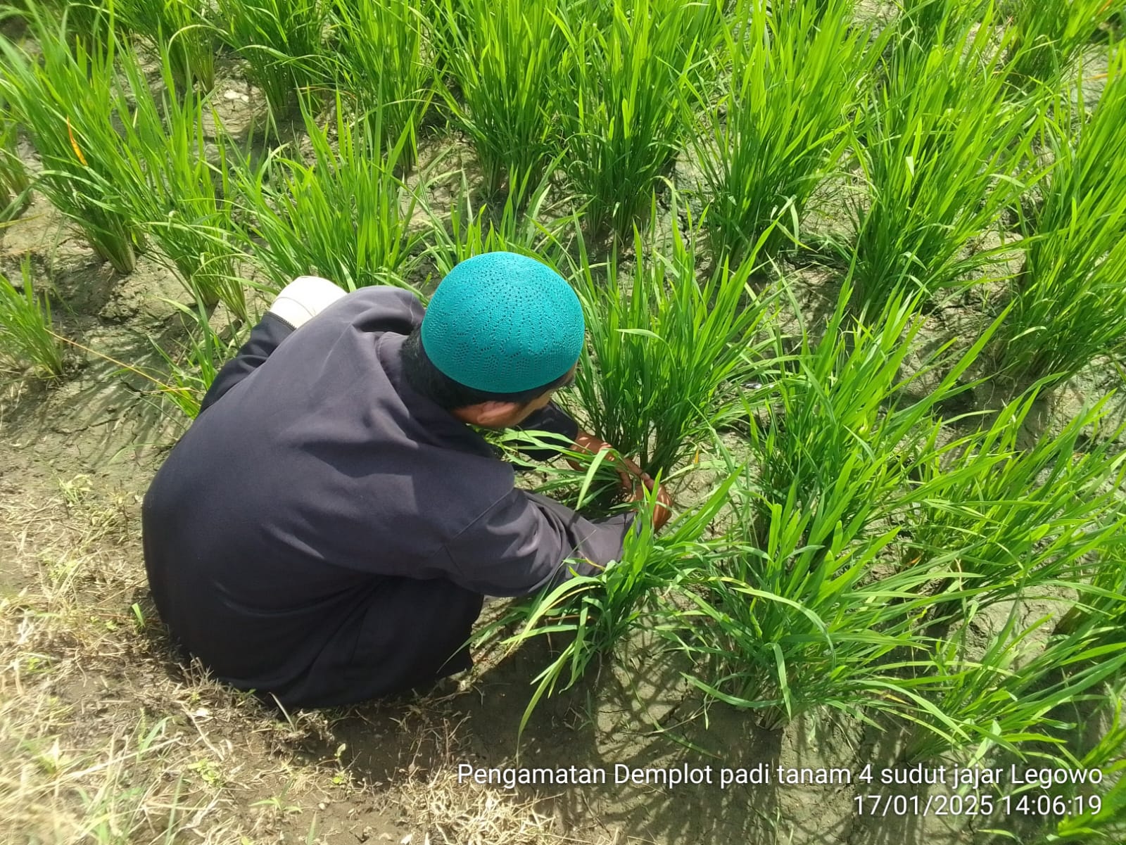 Demplot Swadaya Padi Sawah Perpaduan Legowo 2:1 Dan Kebiasaan Petani Lokal ( WK BPP Simou Kecamatan Labuan )