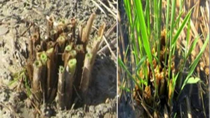 TEKNOLOGI BUDIDAYA PADI SAWAH SISTEM  RATUN