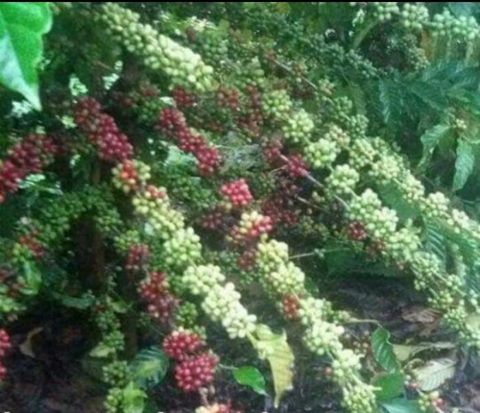 PANEN DAN PENANGANAN PASCA PANEN KOPI