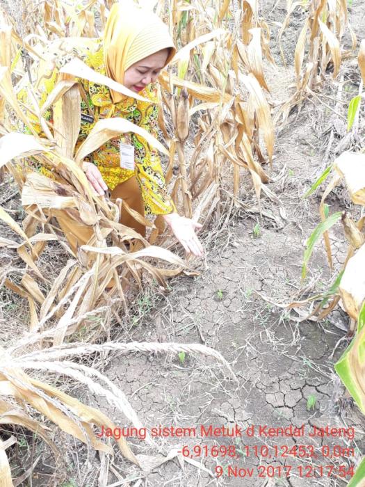 BUDIDAYA RUMPUT UNGGUL KING GRASS ORGANIK (Memanfaatkan Cendawan Mikoriza Arbuskula  CMA dan Pupuk Kandang)