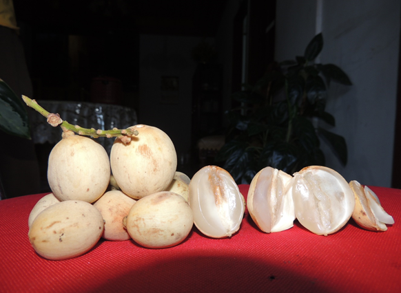 Upaya Pelestarian Sumber Daya Genetik Langsat Lokal Sulawesi Barat