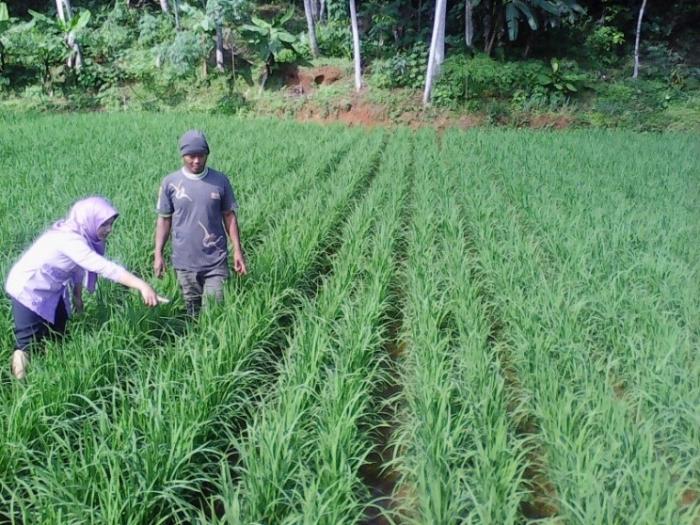 Budidaya Padi Organik Dengan Metode Sri