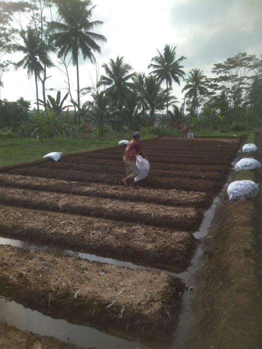  Persiapan Tanam Cabai Merah