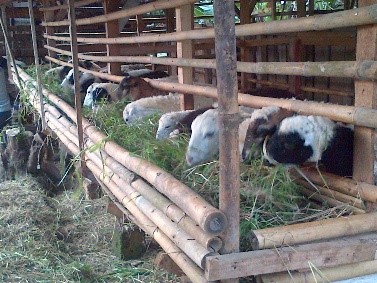 USAHA PENGGEMUKAN DOMBA DIKALA WABAH  PENYAKIT MULUT DAN KUKU 