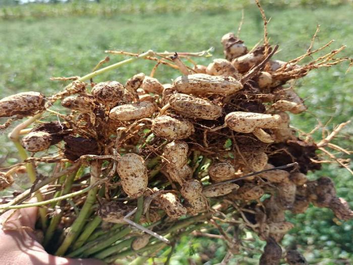 Pengenalan Potensi Kacang Tanah Varietas Talam 1 Adaptif Pada Lahan masam dan Toleran terhadap Aspergillus flavus