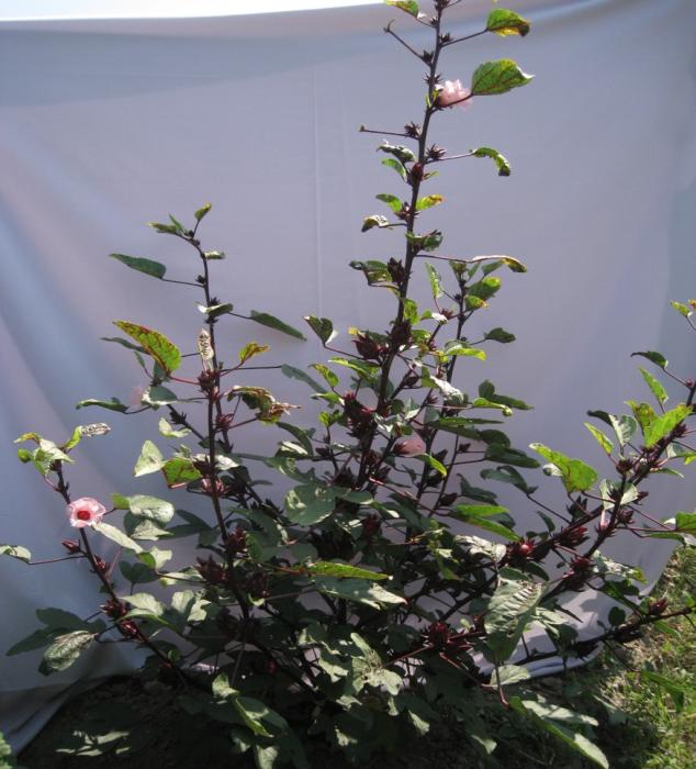 Rosela, Tanaman Herbal yang Berkhasiat 