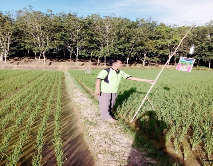 ALAT PENGHALAU BURUNG PIPIT Ã¢â‚¬Å“KLENENGANÃ¢â‚¬Â