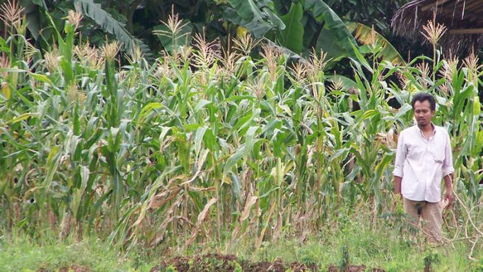 Penanaman Jagung Tanpa Olah Tanah