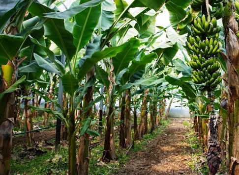 MENGUBAH LIMBAH BONGGOL PISANG  MENJADI CAMILAN SEHAT