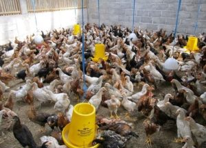 CARA BUDIDAYA AYAM JOPER