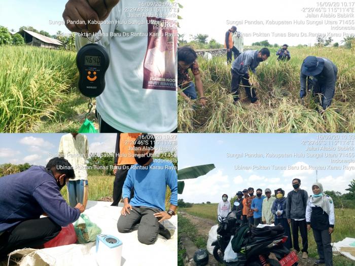 Panen Padi Di Kelompok Tani Desa Rantau Karau Raya Dengan Cara pengambilan Sampel Ubinan
